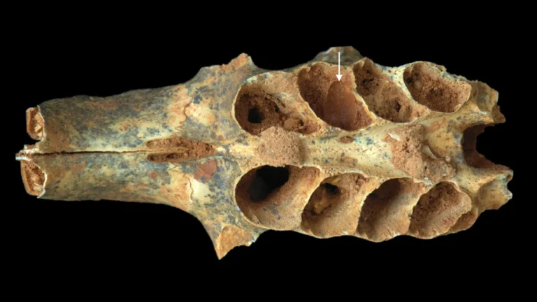 Ancient bees turned tooth sockets into tiny nurseries 20,000 years ago