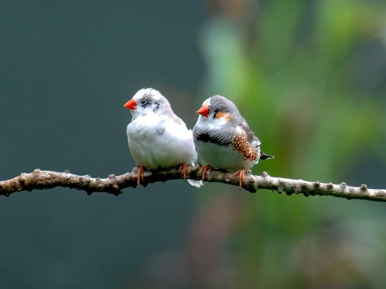 AI is helping scientists decode birdsong — and human-animal conversations may be closer than ever