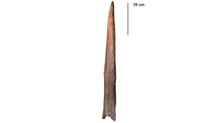 What’s the oldest weapon in the world?