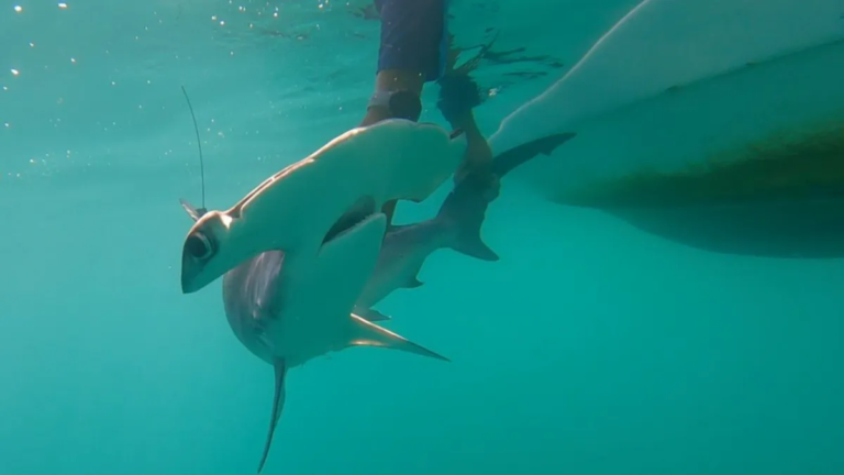 Mysterious shark spotted near the Galápagos Islands for the first time in over 20 years