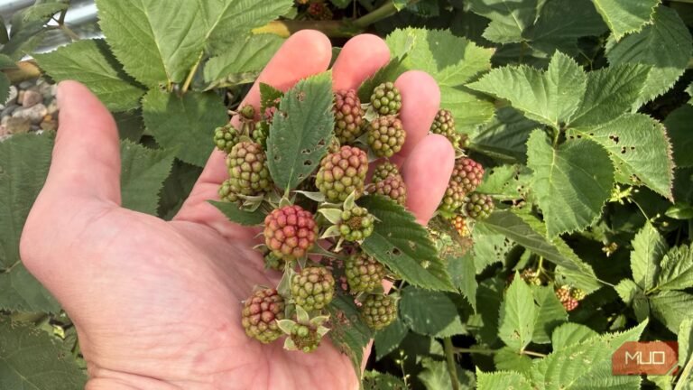 I couldn’t tell my weeds from my berries — a few Claude photos sorted the bed out