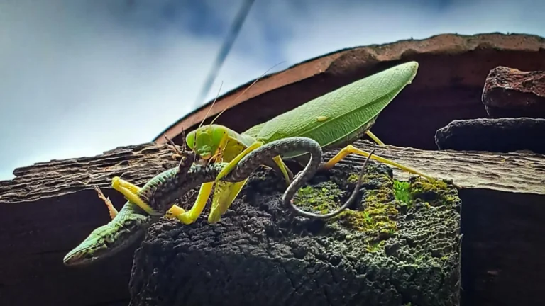 Scientists warn invasive Asian mantises are threatening Europe’s wildlife