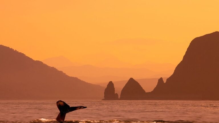 How Whales Die — and the Remarkable Life Their Bodies Support Afterward