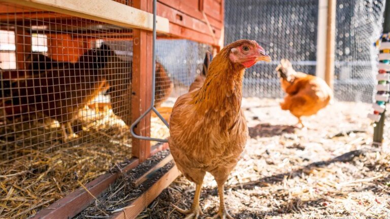 How to get started raising backyard chickens