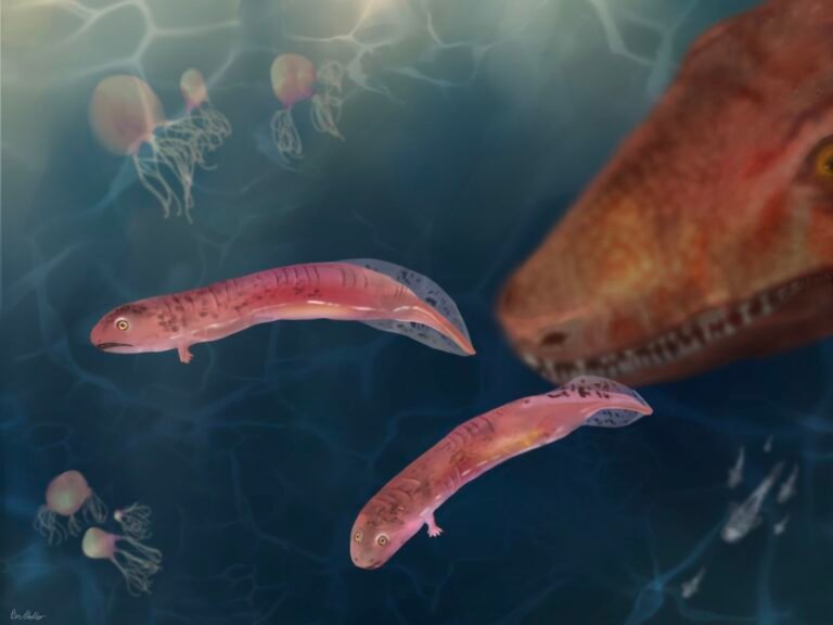 A Vietnam Veteran Collected Fossils for 66 Years. One, Mislabeled ‘Baby Lamprey,’ Made Paleontologists Reconsider How Vertebrates Moved From Water to Land