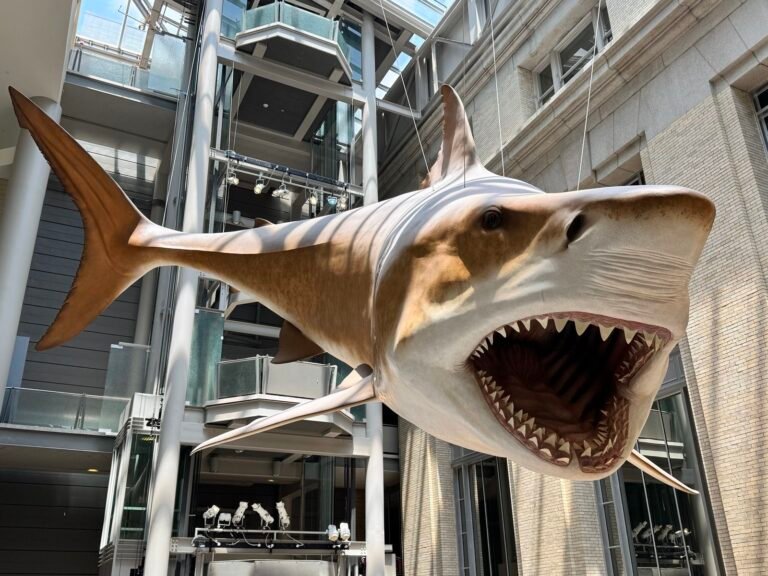Predatory Sharks Grew to Enormous Sizes in Prehistoric Times. These Five Strategies Helped Them Get So Big