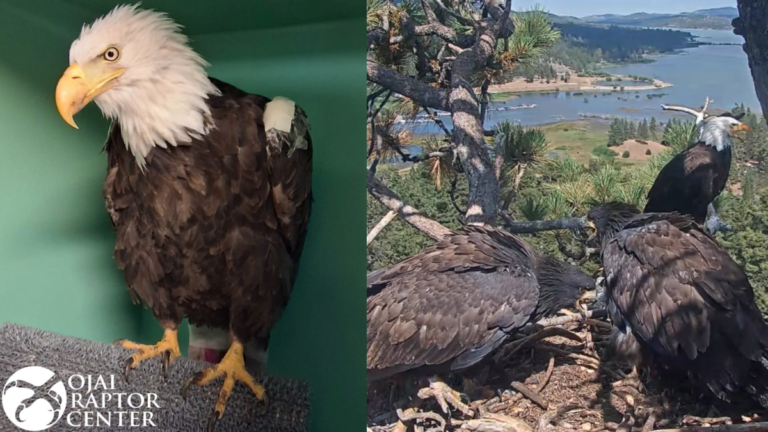 Bald eagle Jackie out of ICU, but not out of danger