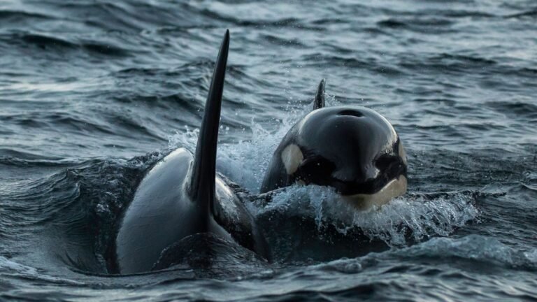 Orcas Make a Dead Sunfish Explode With a Coordinated Body Slam, Possibly to Feed Juveniles or Just Have Fun