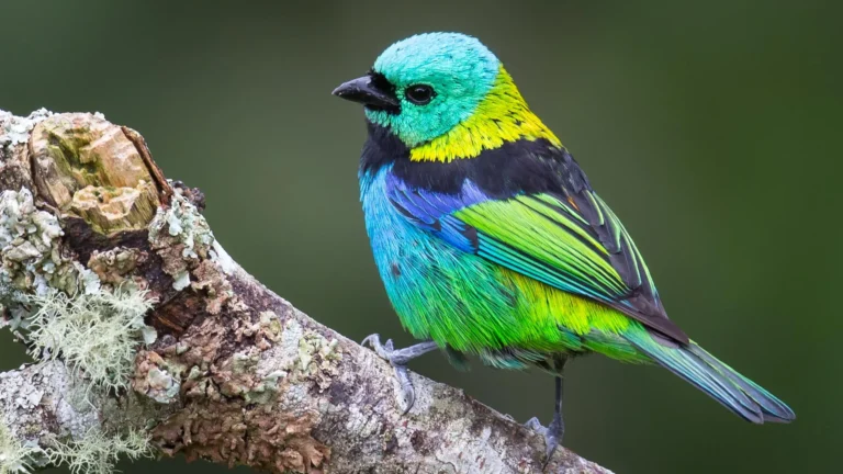 AI reveals explosive bursts in bird evolution