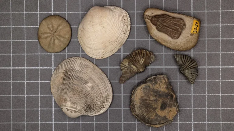Scientists finally solved the mystery of Earth’s greatest mass extinction