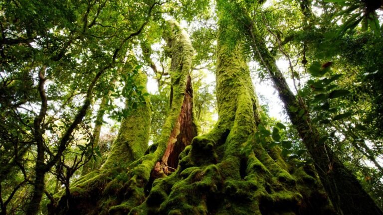 Moss Is Generating Electrical Waves That Look Startlingly Like a Neural Network : ScienceAlert