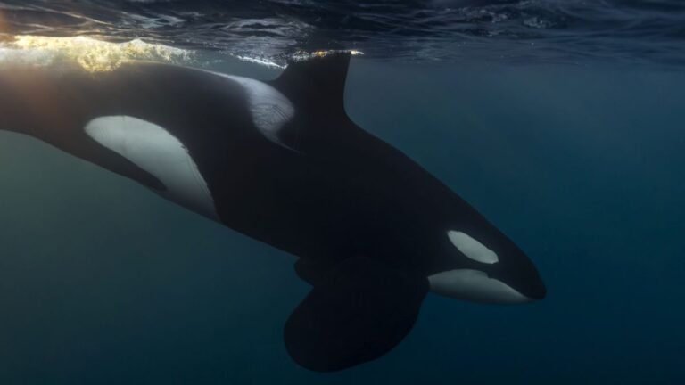 There’s One Creature of The Deep That Can Scare Even Orcas Away : ScienceAlert