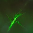 Branched flow as seen through a bubble with a laser pointer shining through