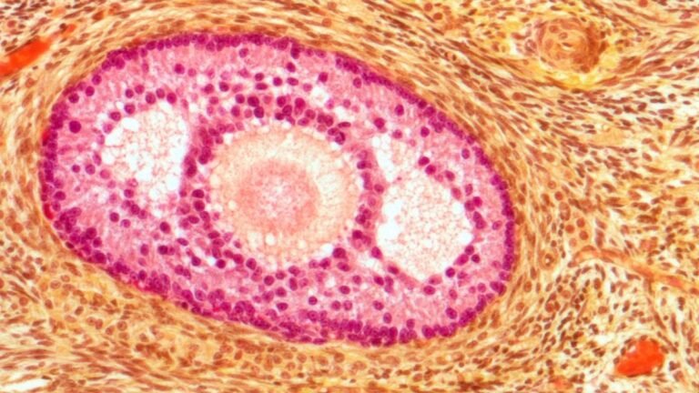 Blocking One Protein Kept Aging Ovaries ‘Soft’ in Mice, Extending Fertility : ScienceAlert
