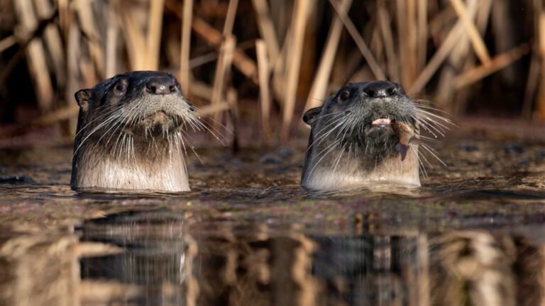 River Otters Are Drowning Brown Pelicans at Point Reyes — and the Birds May Finally Be Catching On
