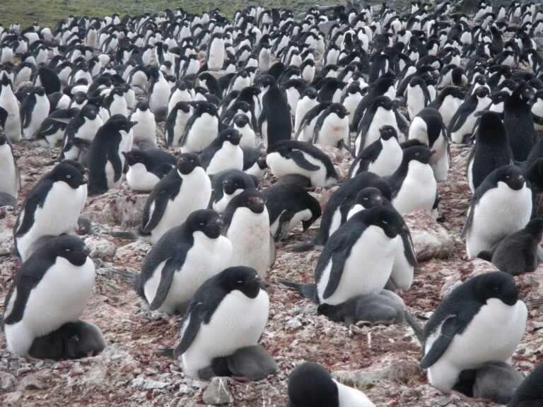 Satellite Images of Pengiun Poo Reveal Climate Change’s Impact on the Species