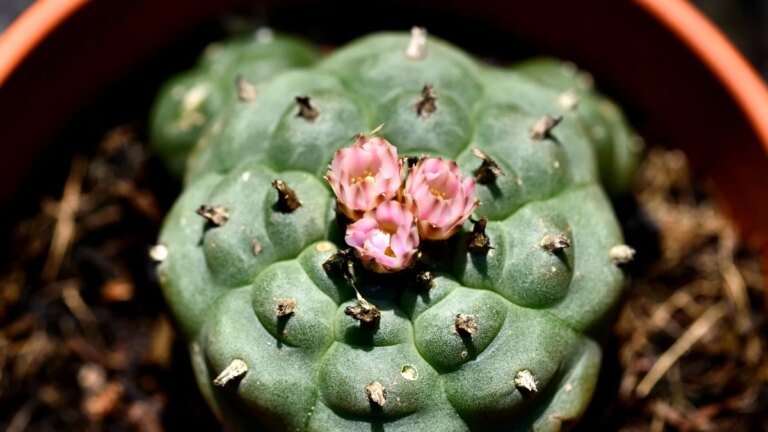 One of The Oldest Psychedelics Just Had Its Brain Effects Mapped For The First Time : ScienceAlert