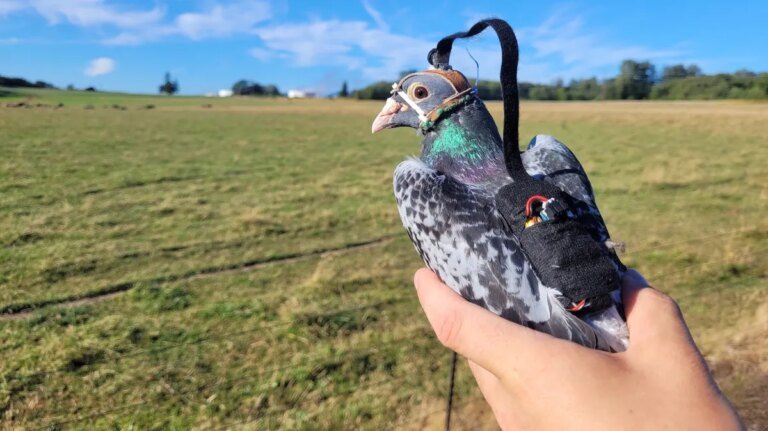 Why researchers gave pigeons tiny backpacks 