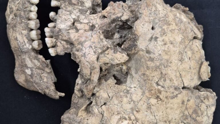 A 90,000-Year-Old Skeleton May Be One of the Earliest Known Victims of a Sharp-Object Attack