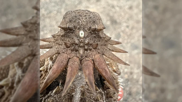 Scientists trace the shocking origin of human eyes to an ancient “cyclops”