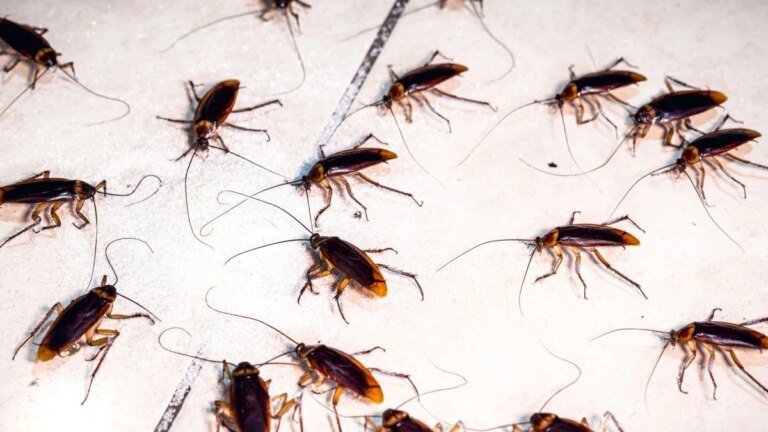 Cockroaches Have a ‘Collective Memory’ That Emerges From Their Social Networks : ScienceAlert