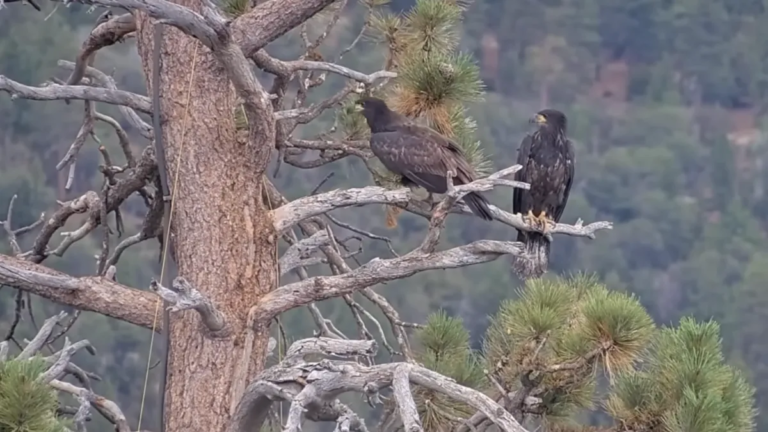 It’s almost time to say goodbye to Jackie and Shadow’s chicks