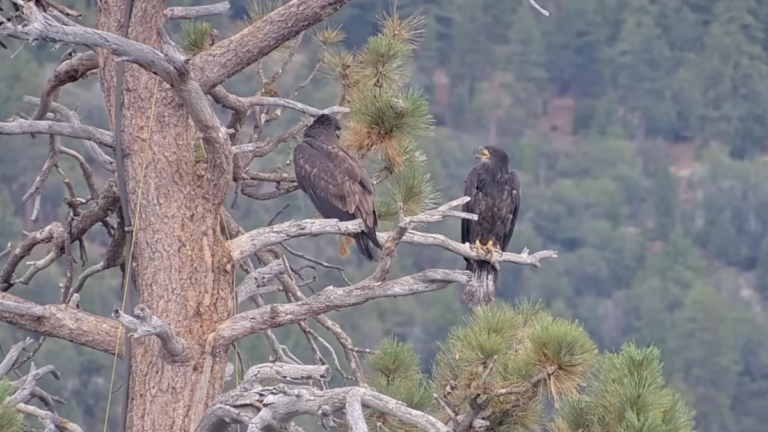 Bald eagle Jackie update: She’s still in critical condition