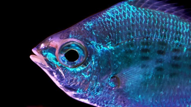 Fish Skin Doesn’t Just Reflect Light – It Might Actually Sense It : ScienceAlert