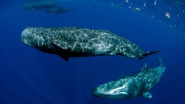 Sleeping Sperm Whales Release Bubbles Up to 36 Times to Keep From Floating to the Surface