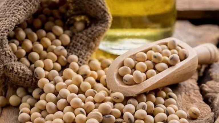 India soybean sowing falls 4.52% as erratic monsoon deepens climate risk