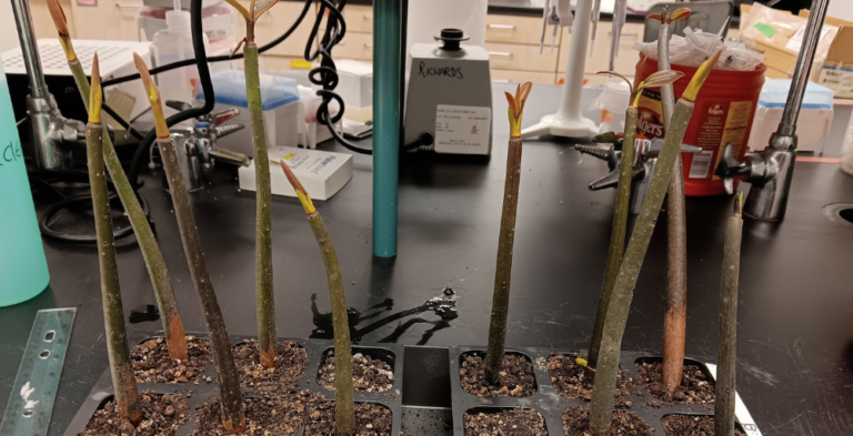 Space Farming Breakthrough for Moon, Mars Missions