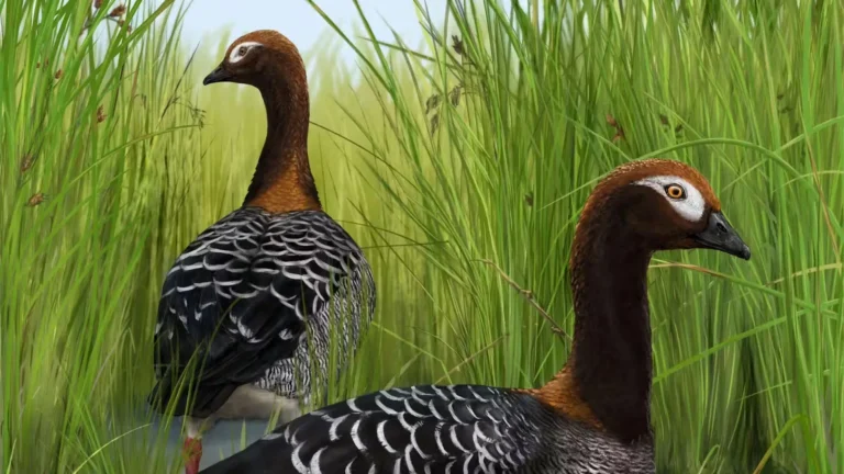 Rare fossil goose rewrites the story of New Zealand’s giant birds