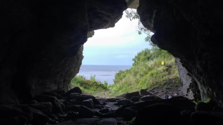 5,000-year-old wolves found on remote island rewrite what we know about domestication