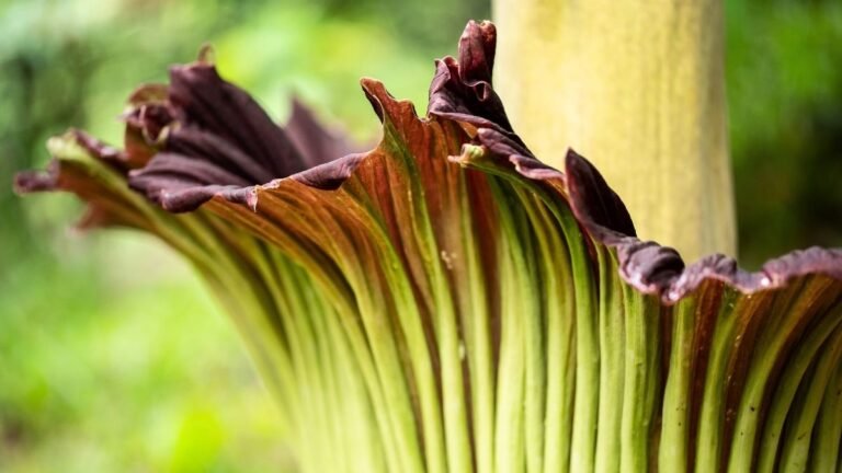Scientists Studying Earth’s Flowering Plants Issue a Stark Warning to Humanity : ScienceAlert