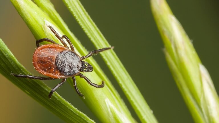 Why a simple lint roller is my secret weapon against ticks