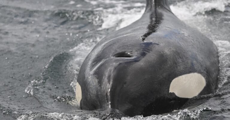 Video: Scientists watch orcas ram a sunfish so hard it explodes | KGOU