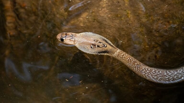 Typhoon Flooding in China Sends Farmed Venomous Snakes Swimming Into Residential Areas