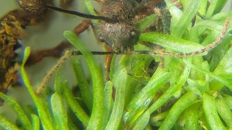 This Freakish Fungus That Turns Ants into Zombies May Be Hiding Inside Amazon Mosses