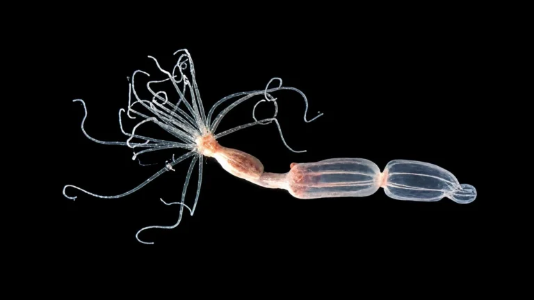 Scientists discover a completely different way to fight viruses